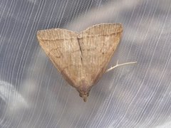 Gråbrunt viftefly (Herminia tarsipennalis)