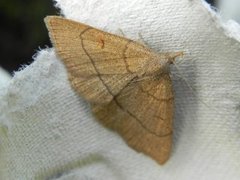 Gulbrunt viftefly (Paracolax tristalis)