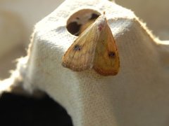 Gult nebbfly (Rivula sericealis)