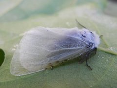 Seljebørstespinner (Leucoma salicis)