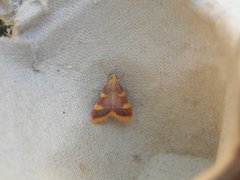 Gold Triangle (Hypsopygia costalis)