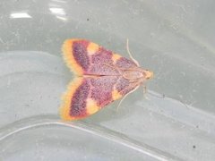 Gold Triangle (Hypsopygia costalis)