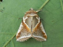 Buff Arches (Habrosyne pyritoides)