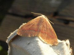 Barskogmåler (Hylaea fasciaria)