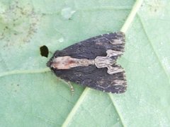Bird's Wing (Dypterygia scabriuscula)