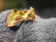 Mindre båndmetallfly (Diachrysia stenochrysis)