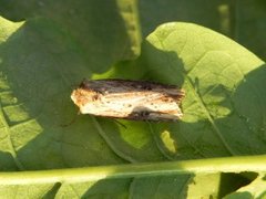 Flame (Axylia putris)
