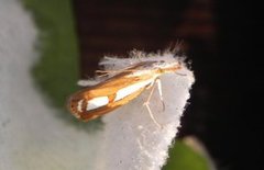 Treflekket nebbmott (Catoptria permutatella)