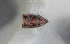 Variegated Golden Tortrix (Archips xylosteana)