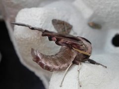 Kveldpåfugløye (Smerinthus ocellata)