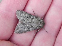 Grey Arches (Polia nebulosa)