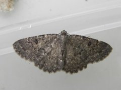 The Annulet (Charissa obscurata)
