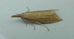 Wainscot Veneer (Chilo phragmitella)