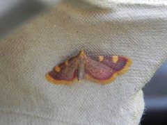 Gold Triangle (Hypsopygia costalis)