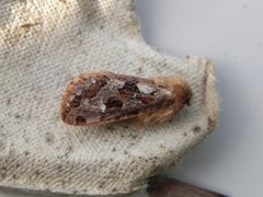Bregneroteter (Korscheltellus fusconebulosa)