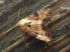 Praktengfly (Apamea scolopacina)