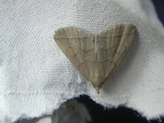 The Fan-foot (Herminia tarsipennalis)