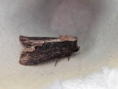 Bird's Wing (Dypterygia scabriuscula)