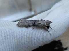 The Wormwood (Cucullia absinthii)