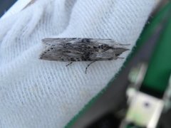 The Wormwood (Cucullia absinthii)