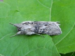 The Wormwood (Cucullia absinthii)