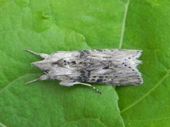 The Wormwood (Cucullia absinthii)
