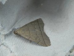 The Fan-foot (Herminia tarsipennalis)