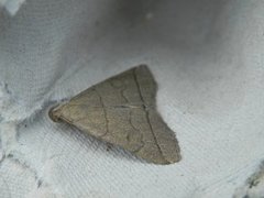 Gråbrunt viftefly (Herminia tarsipennalis)