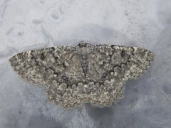 The Annulet (Charissa obscurata)