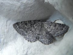The Annulet (Charissa obscurata)