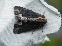 Bird's Wing (Dypterygia scabriuscula)