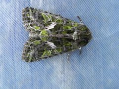 Orache Moth (Trachea atriplicis)