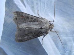 Pale Shining Brown (Polia bombycina)