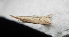 Wainscot Veneer (Chilo phragmitella)