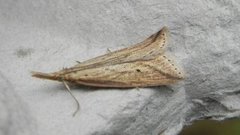 Wainscot Veneer (Chilo phragmitella)