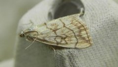 Chequered Straw (Evergestis pallidata)