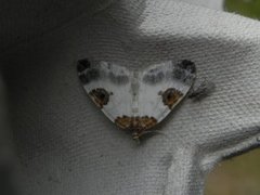 Blue-bordered Carpet (Plemyria rubiginata)