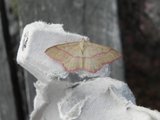 Karminmåler (Rhodostrophia vibicaria)