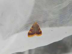 Purpurhalmmott (Hypsopygia costalis)