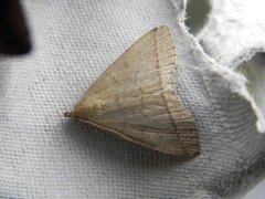 Gråbrunt viftefly (Herminia tarsipennalis)