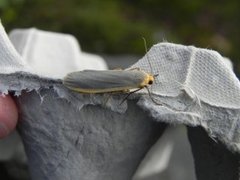 Common Footman (Eilema lurideola)