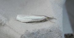 Yellow Satin Veneer (Crambus perlella)