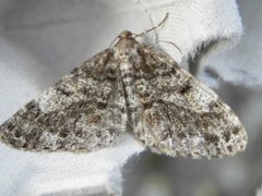 Granbarkmåler (Deileptenia ribeata)