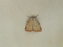 Small Dotted Buff (Photedes minima)