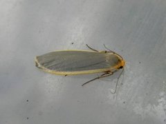Common Footman (Eilema lurideola)