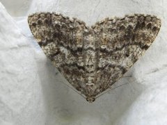 Satin Beauty (Deileptenia ribeata)
