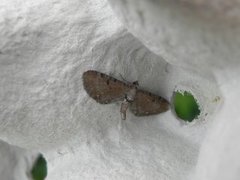 Brun dvergmåler (Eupithecia absinthiata)