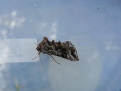 Gråbrunt metallfly (Autographa buraetica)