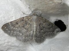 The Annulet (Charissa obscurata)