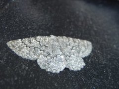 The Annulet (Charissa obscurata)